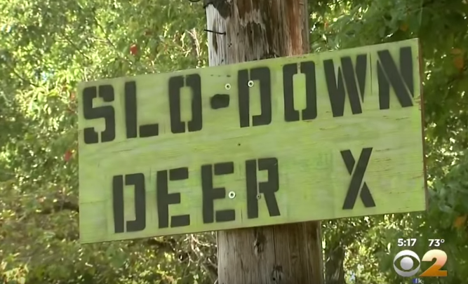 CBS Interviews Borough President James Oddo About Staten Island Deer Boom