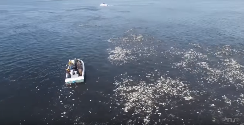 VIDEO: Schools of Fish Make For An Amazing Sight in the Raritan Bay.