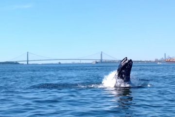 Humpback Whale by the Verrazano Bridge