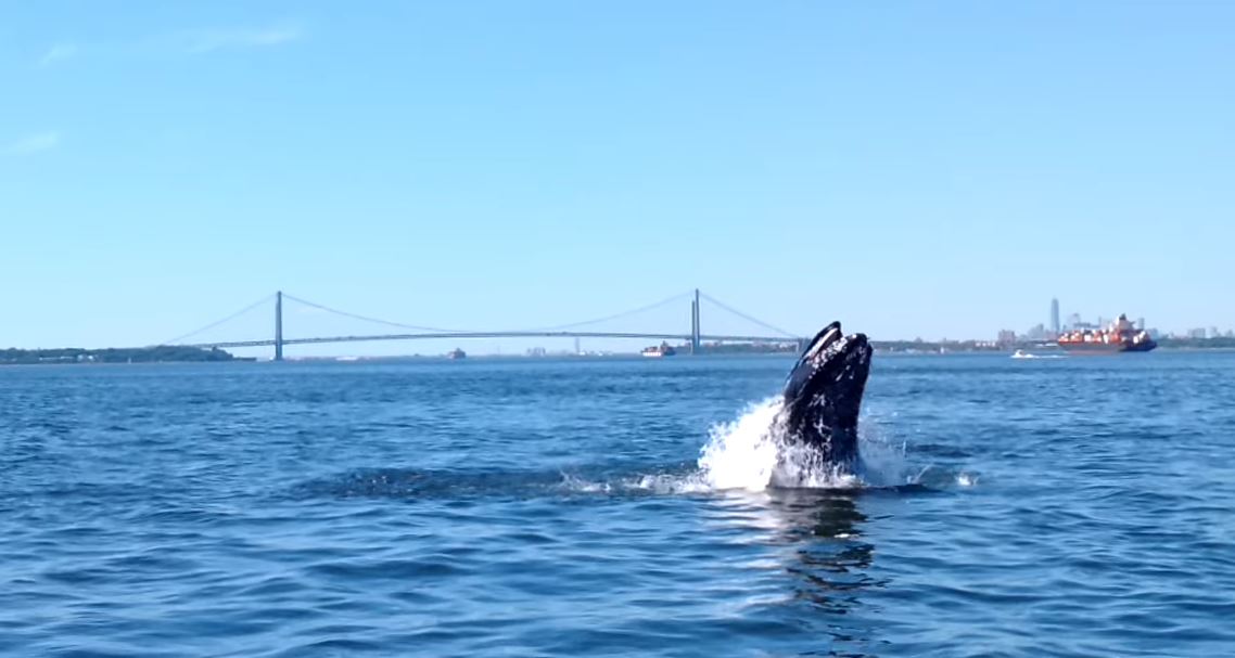 WATCH: Humpback Whale Breaches In Front Of Verrazano Bridge