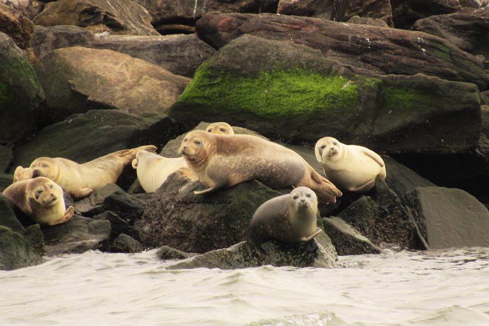 Gotham Whale Tours Showcase Whales, Dolphins, and Seals! Off The Coast of Staten Island