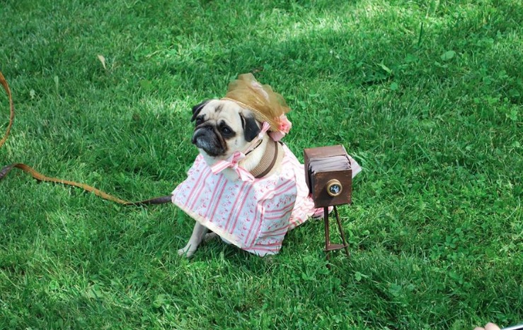 Celebrate Annual Pug Day at Alice Austen House on June 10th