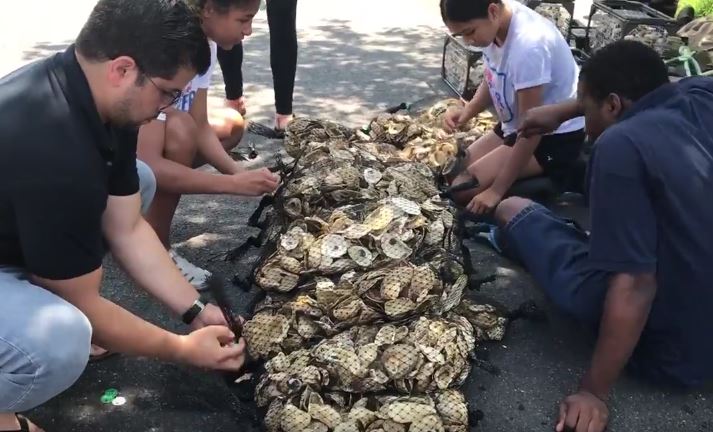 How The Billion Oyster Project Will Help Staten Island’s Shoreline