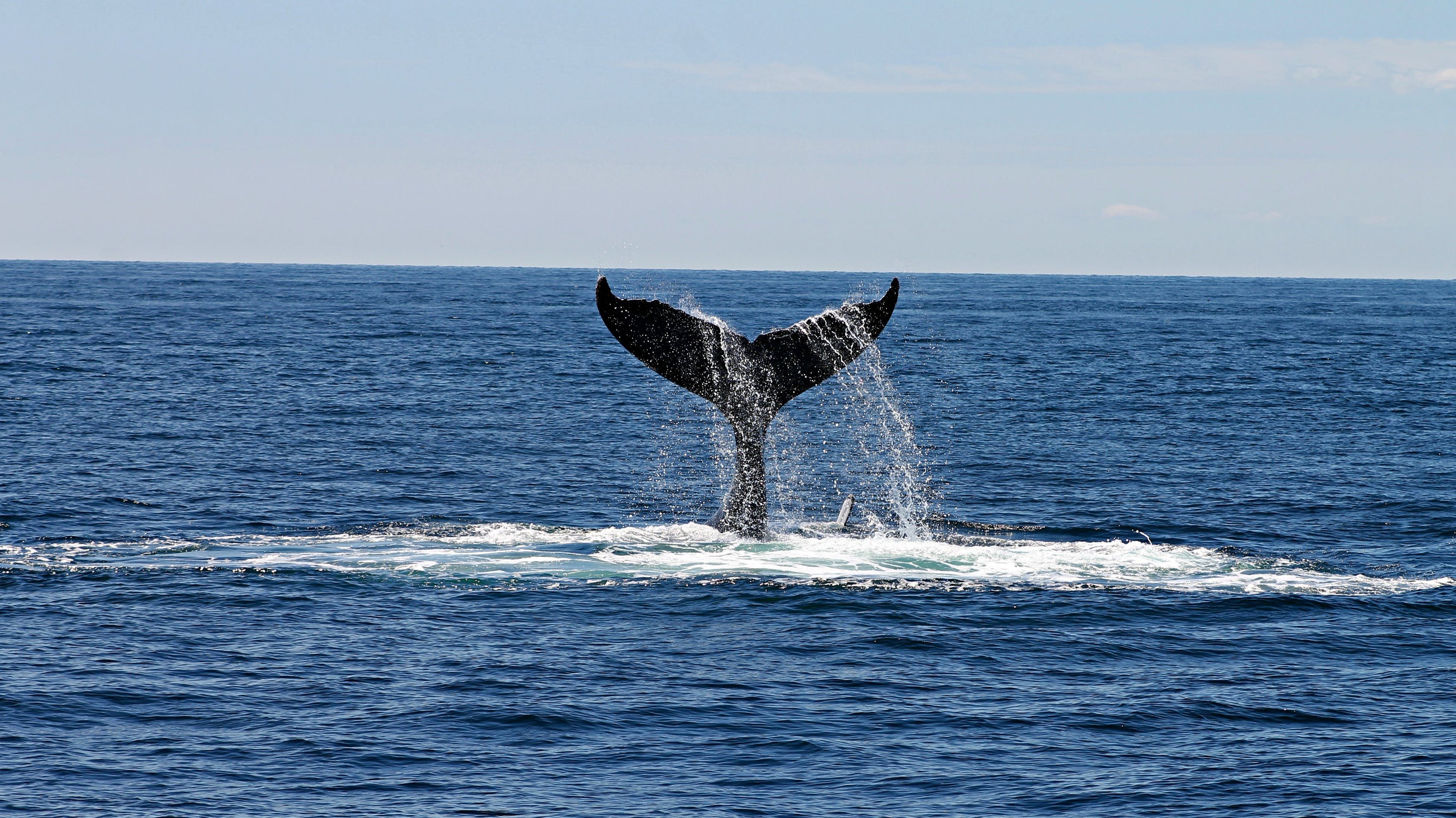 Gotham Whale Puts Spotlight On Changing Waters Around NYC