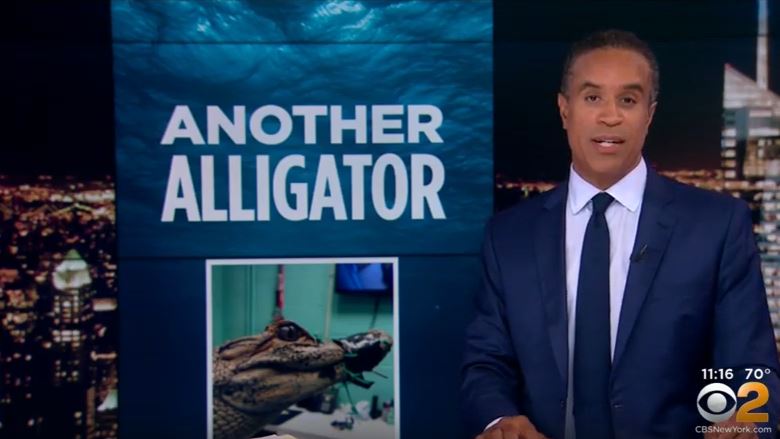 Have You Spotted Any Alligators On Staten Island?